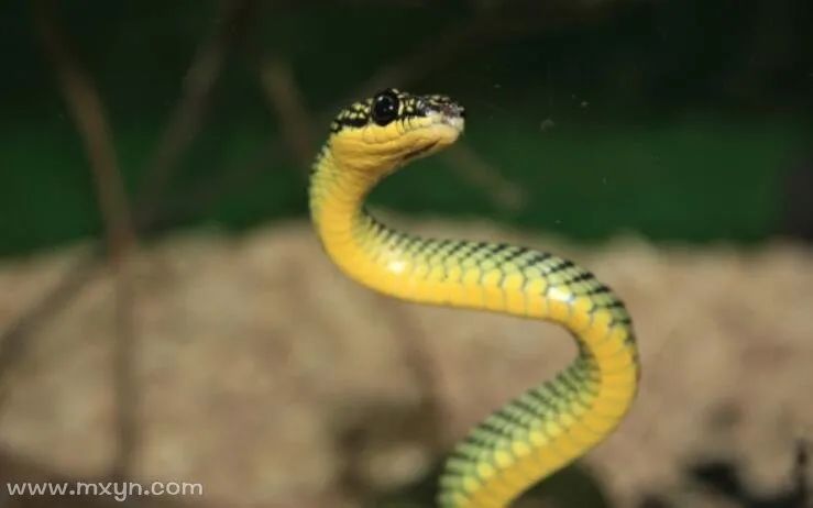 潮流资讯
:梦见蛇是什么意思？