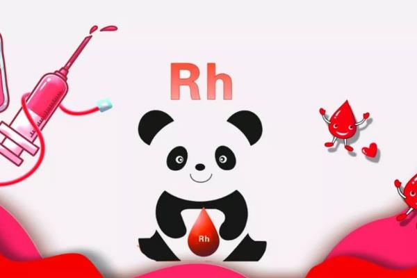 O型血为什么被称为熊猫血？  RH阴性血才是真正的熊猫血（纠错）