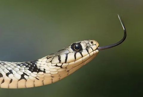 解密
:梦见蛇是什么意思？