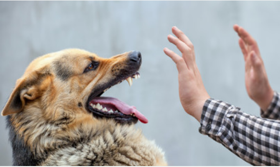 见证奇迹
:女人梦见狗咬自己的手代表什么？
