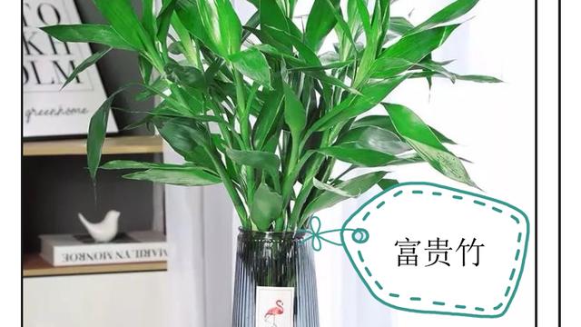 经验和心得
:客厅摆放植物的风水禁忌