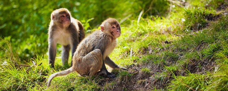 学习总结
:生肖猴的出生年份和年龄 生肖猴的出生年份和年龄