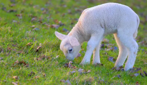 2022年羊年宝宝起名 羊年最旺的男孩名字