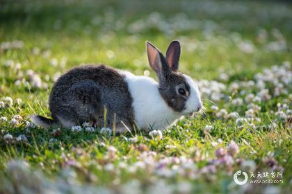实操经验
:1999年兔年的吉祥数字是多少？  1999年，兔子最适合住哪一层？