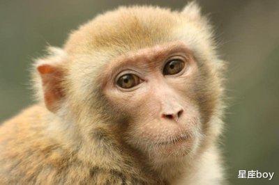 原来是这样啊
:2016年猴子几岁了？  2016年一年级的猴子几岁了？