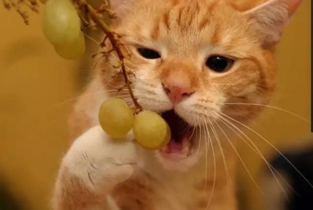 秘籍
:孕妇梦见猫吃葡萄
