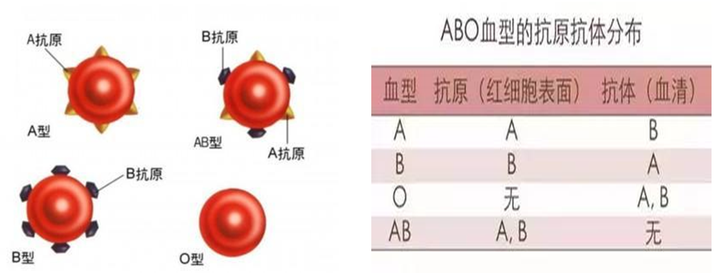 成功的诀窍
:生理学ABO血型鉴定实验报告.pdf