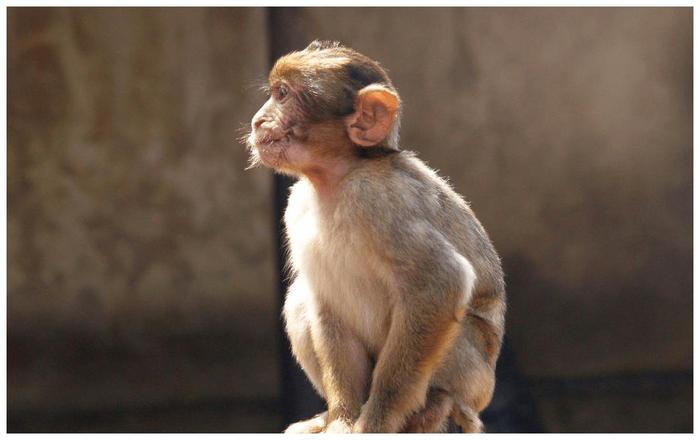 解秘
:对于属猴人来说，这件“大事”恰好会影响他们的余生。 是喜悦还是悲伤？