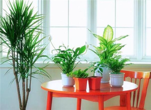 名家访谈
:家居风水植物有哪些，哪些植物对家居风水有益0