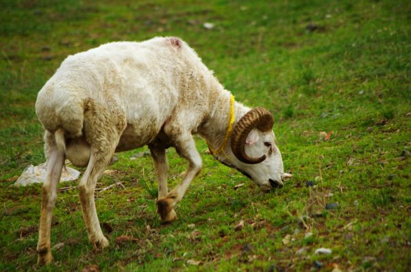创造经典
:2003年出生的属羊人的命运如何？  2003年出生的属羊人的命运如何？