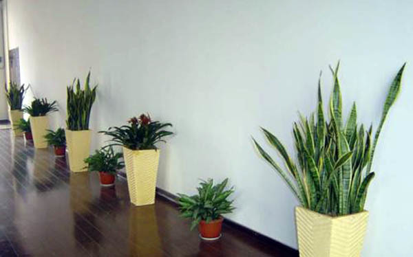 多年经验
:办公室适合摆放什么样的办公室风水植物？