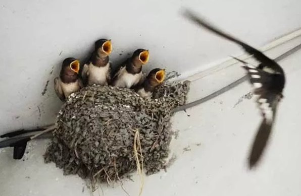 宝贵经验
:住宅风水：喜鹊在你家筑巢有什么象征意义？