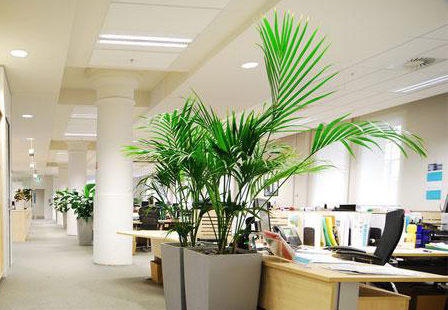 老板办公室放什么绿植比较旺，风水中有哪些禁忌呢？