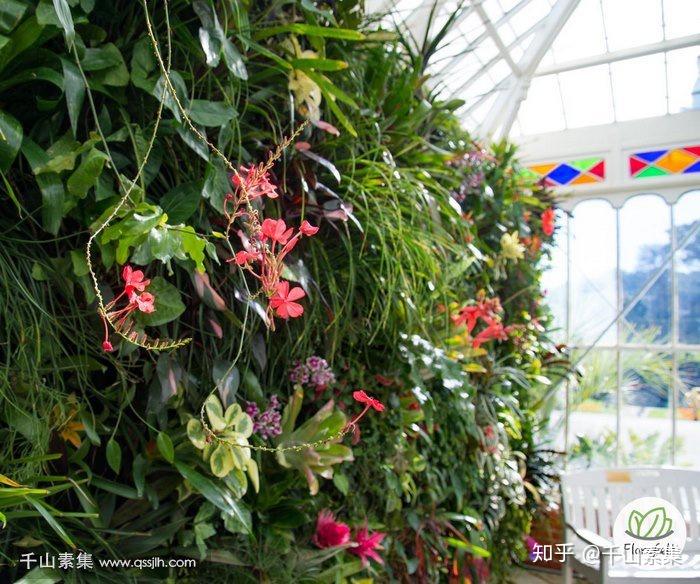 技术和经验
:植物墙设计中如何搭配开花植物和常绿植物