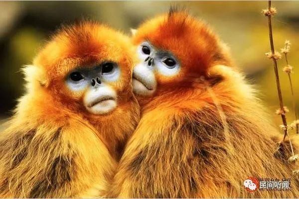 大盘点
:1992年出生的属猴人婚姻运如何？
